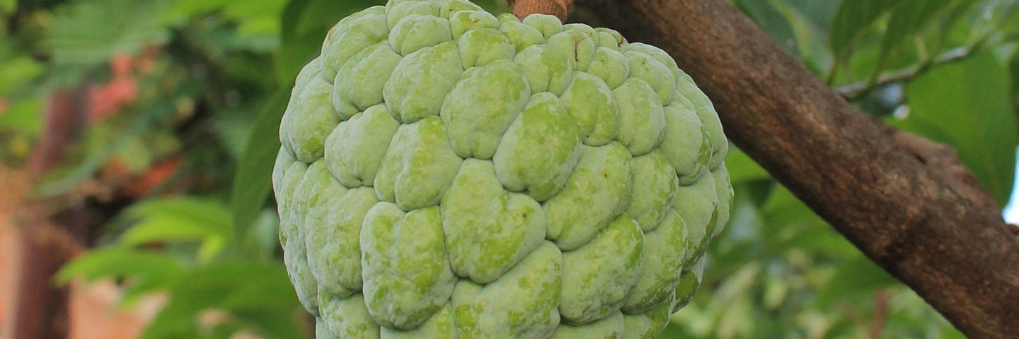 Cherimoya