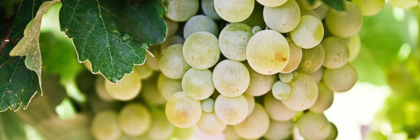 Grapes