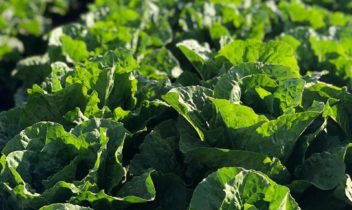 Romain Lettuce Field