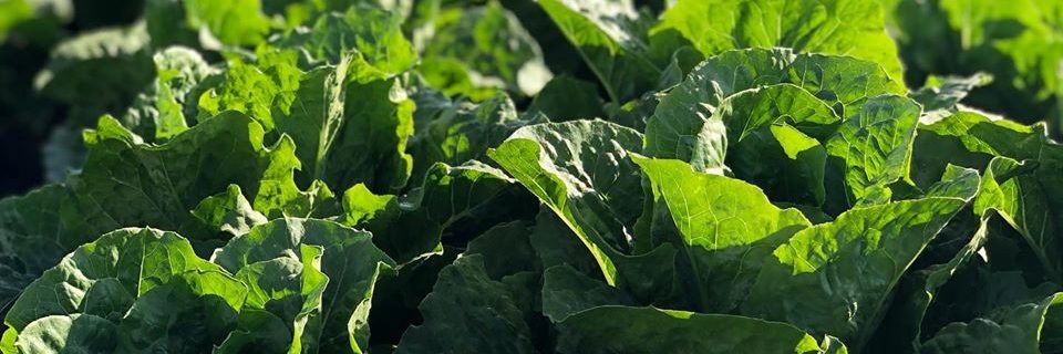 Romain Lettuce Field